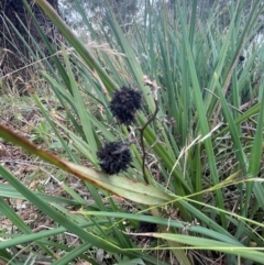 Dianella revoluta var. revoluta at Franklin, ACT - 29 Feb 2024