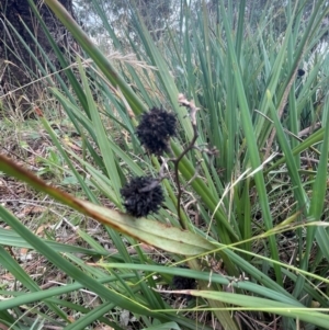 Dianella revoluta var. revoluta at Franklin, ACT - 29 Feb 2024