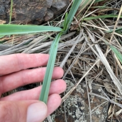 Dianella sp. aff. longifolia (Benambra) at Franklin, ACT - 29 Feb 2024 11:22 AM