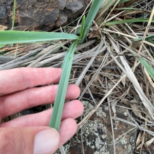 Dianella sp. aff. longifolia (Benambra) at Franklin, ACT - 29 Feb 2024 11:22 AM