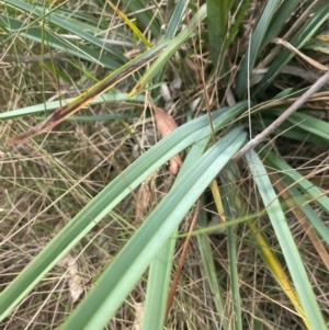 Dianella sp. aff. longifolia (Benambra) at Franklin, ACT - 29 Feb 2024