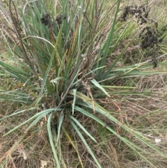 Dianella sp. aff. longifolia (Benambra) at Franklin, ACT - 29 Feb 2024