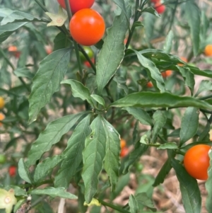 Solanum pseudocapsicum at Franklin, ACT - 29 Feb 2024 11:25 AM