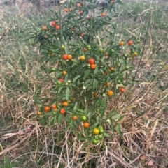 Solanum pseudocapsicum at Franklin, ACT - 29 Feb 2024