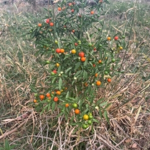 Solanum pseudocapsicum at Franklin, ACT - 29 Feb 2024 11:25 AM