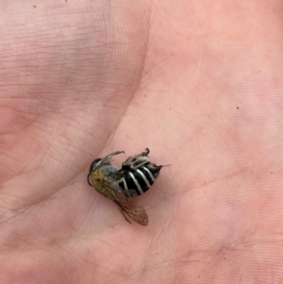 Amegilla (Zonamegilla) asserta (Blue Banded Bee) at Jerrabomberra, NSW - 29 Feb 2024 by Mavis