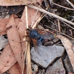 Chetogaster violacea/viridis (complex) (Bristle Fly) at Aranda Bushland - 27 Feb 2024 by CathB