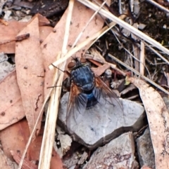 Chetogaster violacea/viridis (complex) at Aranda Bushland - 27 Feb 2024 09:03 AM