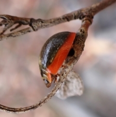 Paropsisterna agricola (Eucalyptus leaf beetle) at Aranda Bushland - 26 Feb 2024 by CathB