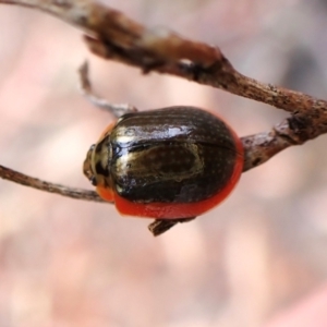 Paropsisterna agricola at Aranda Bushland - 27 Feb 2024 09:09 AM