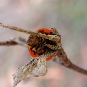 Paropsisterna agricola at Aranda Bushland - 27 Feb 2024