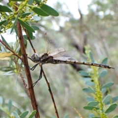 Hemicordulia tau (Tau Emerald) at Aranda, ACT - 26 Feb 2024 by CathB