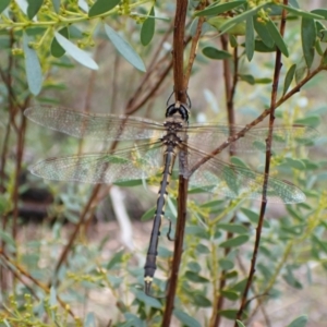 Hemicordulia tau at Aranda Bushland - 27 Feb 2024