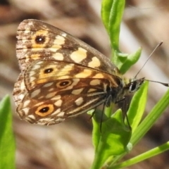 Oreixenica orichora (Spotted Alpine Xenica) at Cotter River, ACT - 28 Feb 2024 by JohnBundock