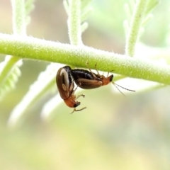 Galerucini sp. (tribe) (A galerucine leaf beetle) at Aranda Bushland - 26 Feb 2024 by CathB