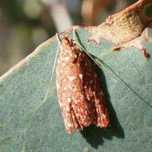 Syringoseca rhodoxantha at Mount Painter - 28 Feb 2024