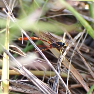 Trichomma sp. (genus) at Mount Painter - 28 Feb 2024