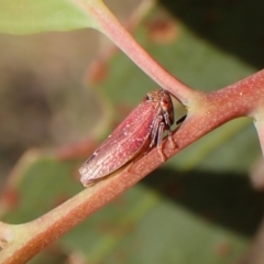 Unidentified Leafhopper or planthopper (Hemiptera, several families) at Cook, ACT - 27 Feb 2024 by CathB