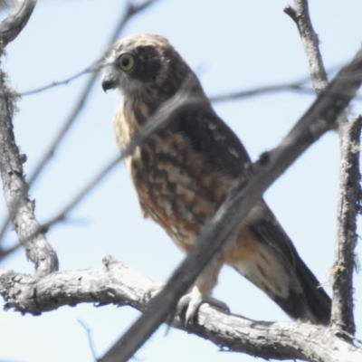 Ninox boobook (Southern Boobook) at Namadgi National Park - 28 Feb 2024 by JohnBundock