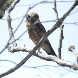 Ninox boobook at Namadgi National Park - 28 Feb 2024