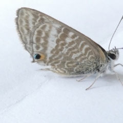 Lampides boeticus (Long-tailed Pea-blue) at Flea Bog Flat to Emu Creek Corridor - 29 Feb 2024 by JohnGiacon