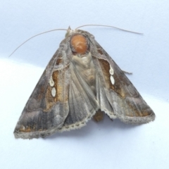 Chrysodeixis eriosoma (Green Looper) at Flea Bog Flat to Emu Creek Corridor - 28 Feb 2024 by JohnGiacon