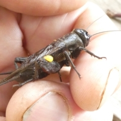 Teleogryllus commodus (Black Field Cricket) at Belconnen, ACT - 28 Feb 2024 by JohnGiacon