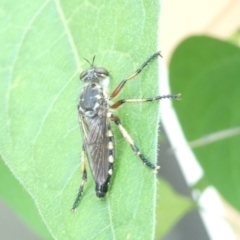 Asilidae (family) (Unidentified Robber fly) at Emu Creek - 28 Feb 2024 by JohnGiacon