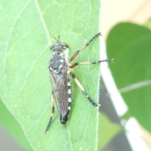 Asilidae (family) at Emu Creek Belconnen (ECB) - 28 Feb 2024