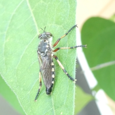 Unidentified Robber fly (Asilidae) at Emu Creek Belconnen (ECB) - 28 Feb 2024 by JohnGiacon