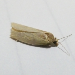 Unidentified Tortricid moth (Tortricidae) at Emu Creek - 25 Feb 2024 by JohnGiacon