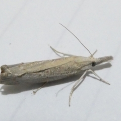 Culladia cuneiferellus (Crambinae moth) at Flea Bog Flat to Emu Creek Corridor - 25 Feb 2024 by JohnGiacon