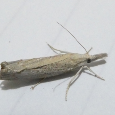 Culladia cuneiferellus (Crambinae moth) at Flea Bog Flat to Emu Creek Corridor - 25 Feb 2024 by JohnGiacon