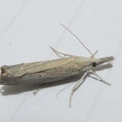 Culladia cuneiferellus (Crambinae moth) at Emu Creek Belconnen (ECB) - 25 Feb 2024 by JohnGiacon