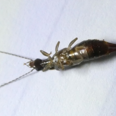 Unverified Earwig (Dermaptera) at Emu Creek Belconnen (ECB) - 26 Feb 2024 by JohnGiacon