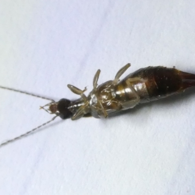 Unidentified Earwig (Dermaptera) at Flea Bog Flat to Emu Creek Corridor - 25 Feb 2024 by JohnGiacon