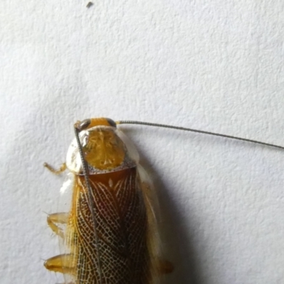 Balta spuria (A Balta Cockroach) at Emu Creek Belconnen (ECB) - 26 Feb 2024 by JohnGiacon