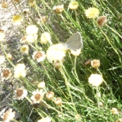 Zizina otis (Common Grass-Blue) at Flea Bog Flat to Emu Creek Corridor - 25 Feb 2024 by JohnGiacon