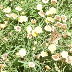 Junonia villida (Meadow Argus) at Flea Bog Flat to Emu Creek Corridor - 25 Feb 2024 by JohnGiacon