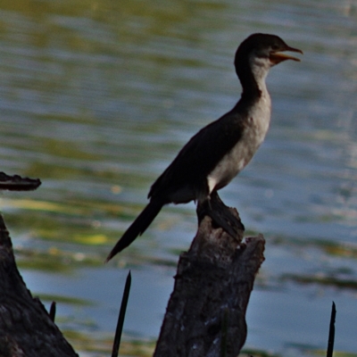 Microcarbo melanoleucos (Little Pied Cormorant) at Yerrabi Pond - 29 Feb 2024 by betchern0t