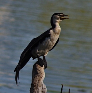 Microcarbo melanoleucos at Yerrabi Pond - 29 Feb 2024