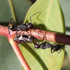 Camponotus suffusus (Golden-tailed sugar ant) at Mount Painter - 28 Feb 2024 by CathB