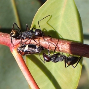 Camponotus suffusus at Mount Painter - 28 Feb 2024