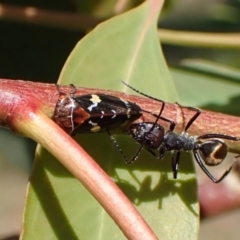 Eurymeloides punctata (Gumtree hopper) at Mount Painter - 28 Feb 2024 by CathB