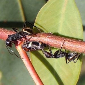 Eurymeloides punctata at Mount Painter - 28 Feb 2024