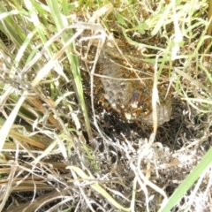 Polistes (Polistes) chinensis at Flea Bog Flat to Emu Creek Corridor - 25 Feb 2024