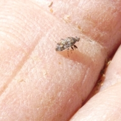 Lygaeidae (family) (Seed bug) at Flea Bog Flat to Emu Creek Corridor - 25 Feb 2024 by JohnGiacon