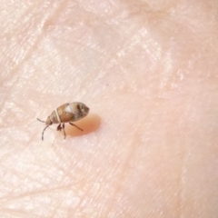 Hemiptera (order) at Flea Bog Flat to Emu Creek Corridor - 25 Feb 2024 by JohnGiacon