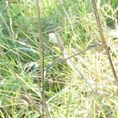 Austrolestes sp. (genus) (Ringtail damselfy) at Flea Bog Flat to Emu Creek Corridor - 25 Feb 2024 by JohnGiacon