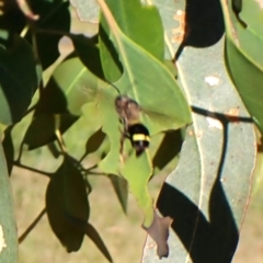 Apocrita (suborder) (Unidentified wasp) at Cook, ACT - 27 Feb 2024 by CathB